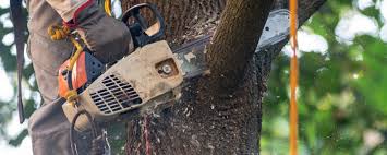 Best Tree Mulching  in Westover, AL