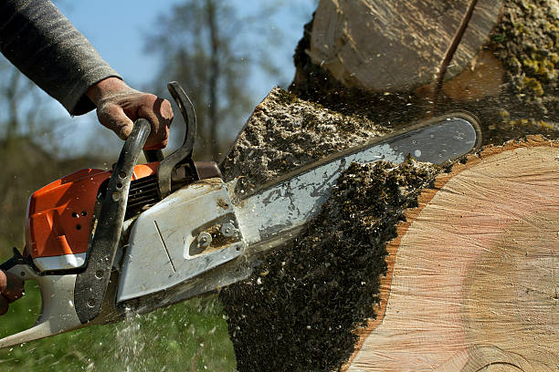 Best Firewood Processing and Delivery  in Westover, AL